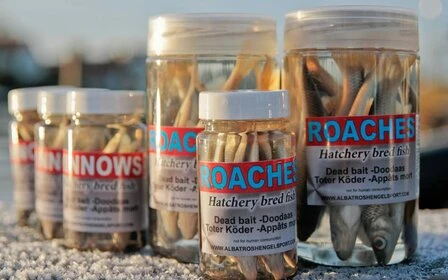 Albatros Aasvisjes Roaches 8/10 Cm - Afbeelding 2