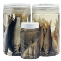 Albatros Aasvisjes Roaches 8/10 Cm