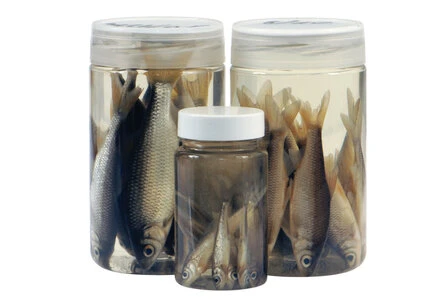 Albatros Aasvisjes Roaches 8/10 Cm