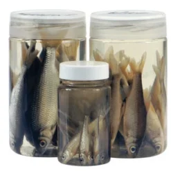 Albatros Aasvisjes Roaches 10/12 Cm